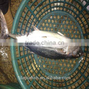 Frozen Bonito fish for sale China origin