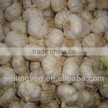 fresh garlic for sale jinxian new garlic