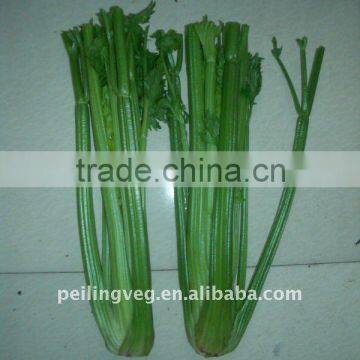 Chinese fresh green celery (New crop)