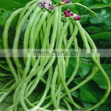 HBE06 Liechu light green OP beans seeds in vegetable seeds