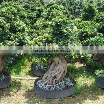 Ficus Bonsai