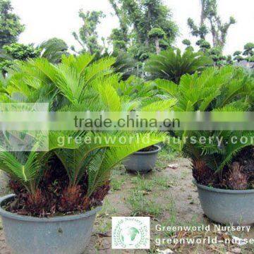 cycas revoluta in container