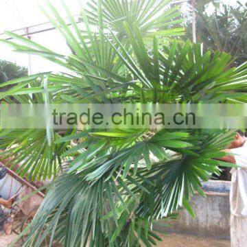 Trachycarpus fortunei windmill palms good leaves