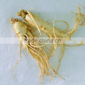 Ginseng, raw panax, panax ginseng, ginseng root