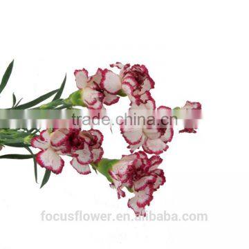 perennial flowering plant carnation flower from yunnan