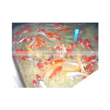 Koi Fish From Thailand photo-2