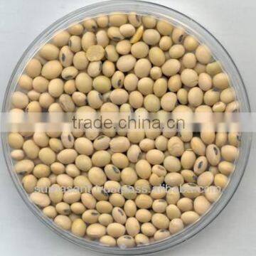 Soybean