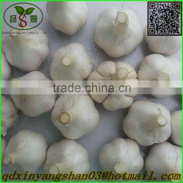 Chinese White Garlic Price Professional Exporter In China