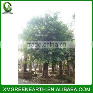 Ficus altissima big size (2)