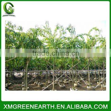 Bauhinia Blakeana Diameter 8-10cm (2) photo-2