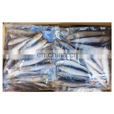 Hot sale frozen pilchard IQF style sardine for fishing