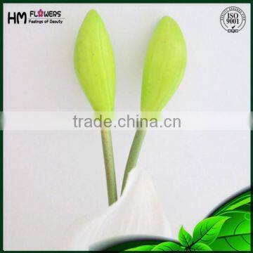 Orchids Plants Cymbidium photo-3