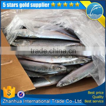 competitive price for mackerel fish process factory