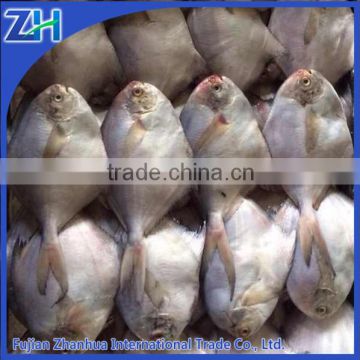 wholesale price of frozen fish seafood white pomfret importer/exporter black /silver /white pomfret