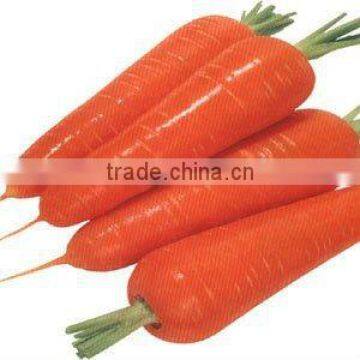 Fresh carrots for sale