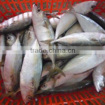 High Quality Frozen Indian Mackere W/R