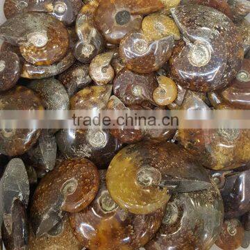 Good Quality Ammonite Fossils Ornaments Pendants Gemstones