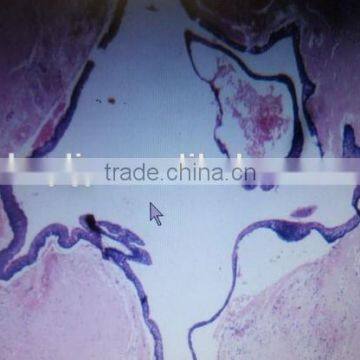 Human Oral Histology Pathology Prepared Slides Set photo-2