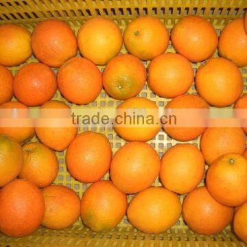 Fresh Navel Orange