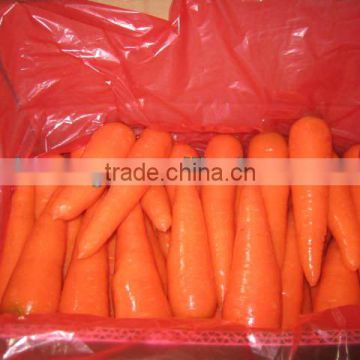 New Crop of Carrot Xiamen Origin