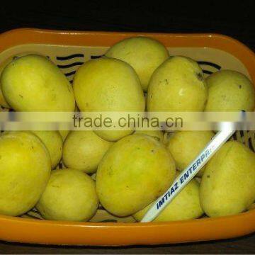 Anwar Ratole Mango