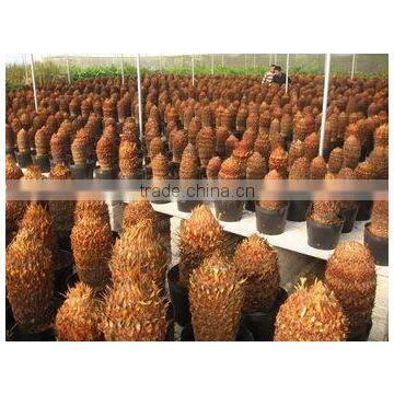 Low price Bare root Cycas revoluta Bulb for sale.