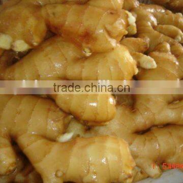 Fresh Ginger photo-3