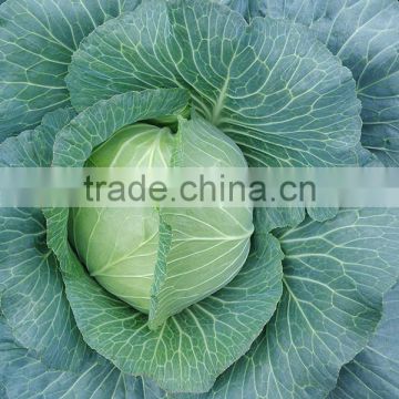 MC39 Fugui mid-late maturity hybrid cabbage seeds in Chinese vegetable seeds