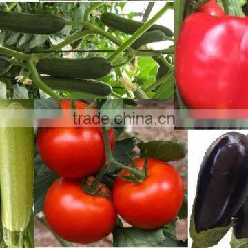 Vegetable Seeds