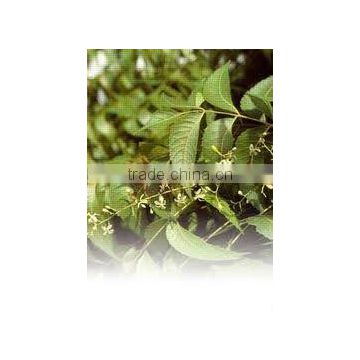 Neem oil pure