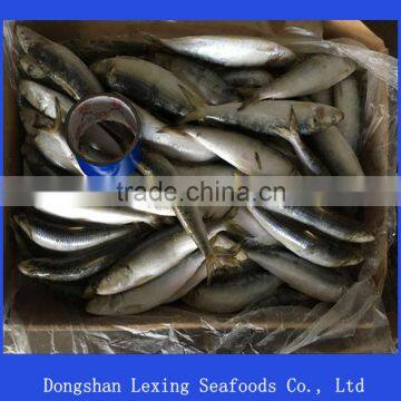 Frozen Sardine Fish 70pcs