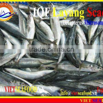 IQF LAYANG SCAD WHOLE ROUND photo-3