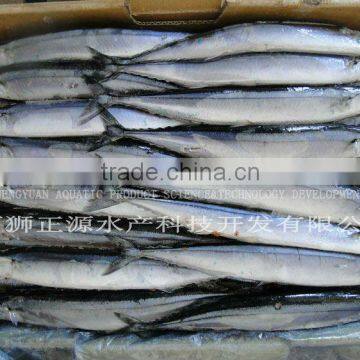 Frozen Pacific Saury