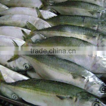 INDIAN MACKEREL