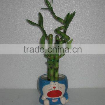 Indoor plant Lucky bamboo Dracaena Sanderiana