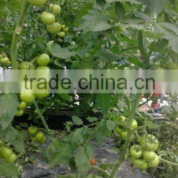 Peat Grow Bab photo-2