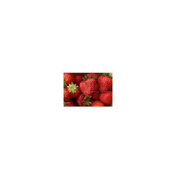 Strawberry Juice Concentrate