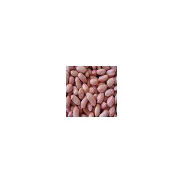 long type  peanuts kernels