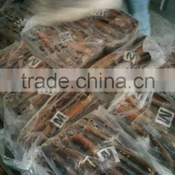 China Exporter Frozen WR Argentina squid