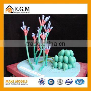 medical education model/dna model/cell model