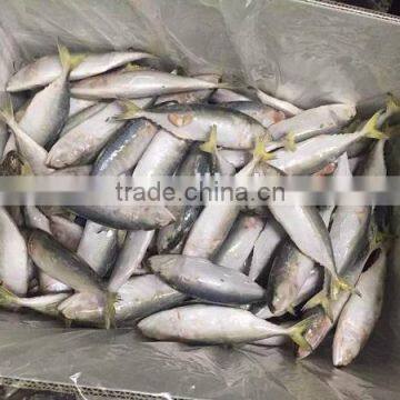 frozen indian mackerel whole round