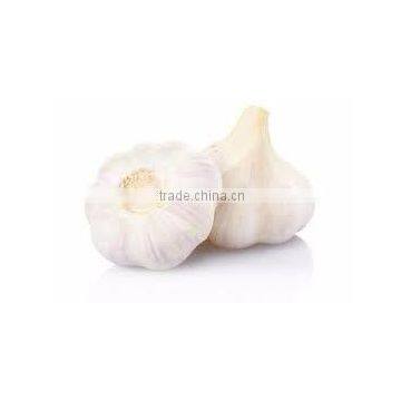 Indian Garlic