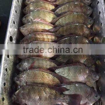 Frozen Tilapia Fish