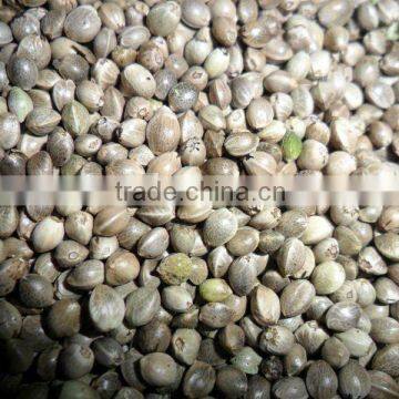 bird feed hemp seed