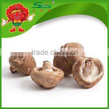 frozen mushroom supplier from China, golden vegetable supplier