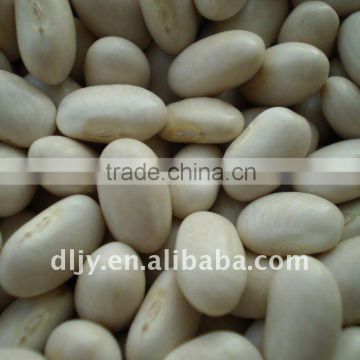 Japanese Type white Kidney Bean