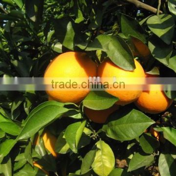 2015 new crop fresh navel orange import from china with wholesale price