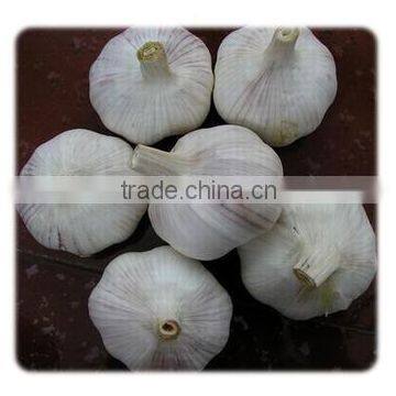 Shandong Natural Good Quality And Low Price Fresh Garlic photo-4