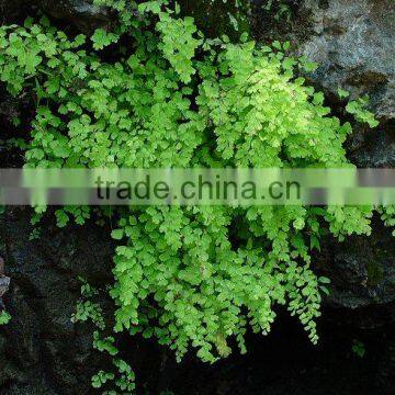 Adiantum species (Maiden Hari Fern)