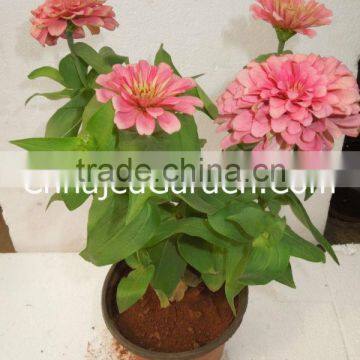 Seasonals - Big Dahlia Dwarf (Pack Of 6)